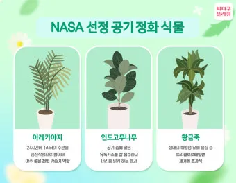 실내 공기정화식물 추천 10가지_5