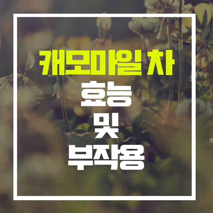  불면증과 생리통에 탁월한 명약, '케모마일' 차의 효능 및 부작용