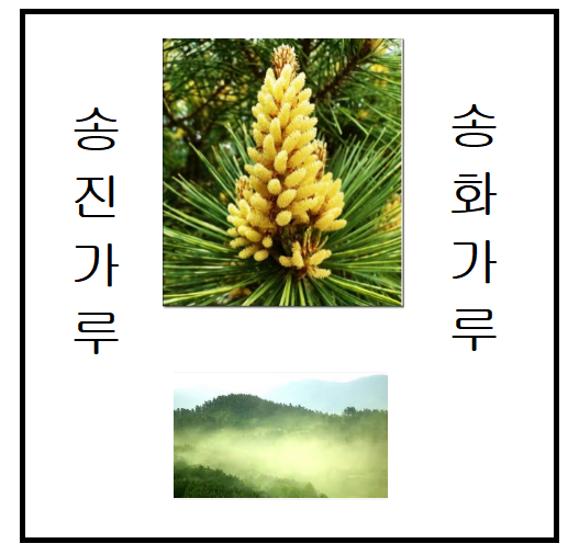  송진가루 송화가루 정확한 명칭과 날리는 시기 식용가능