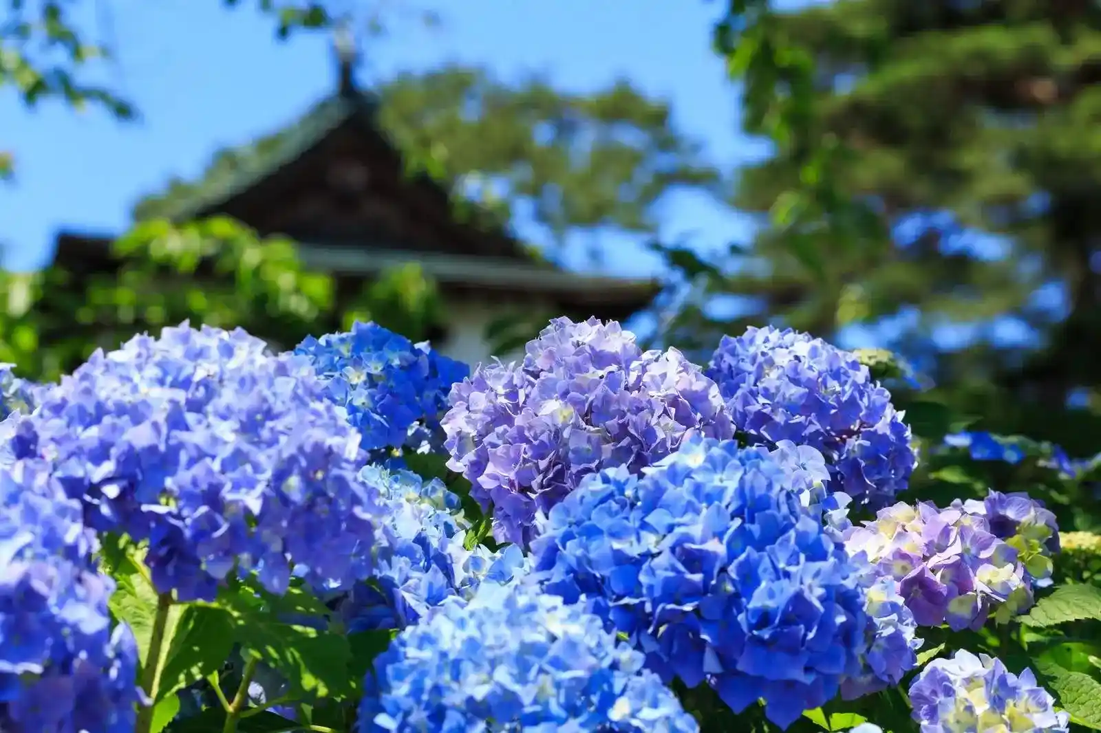 일본 6월 지역별 날씨와 걸맞는 복장 소개