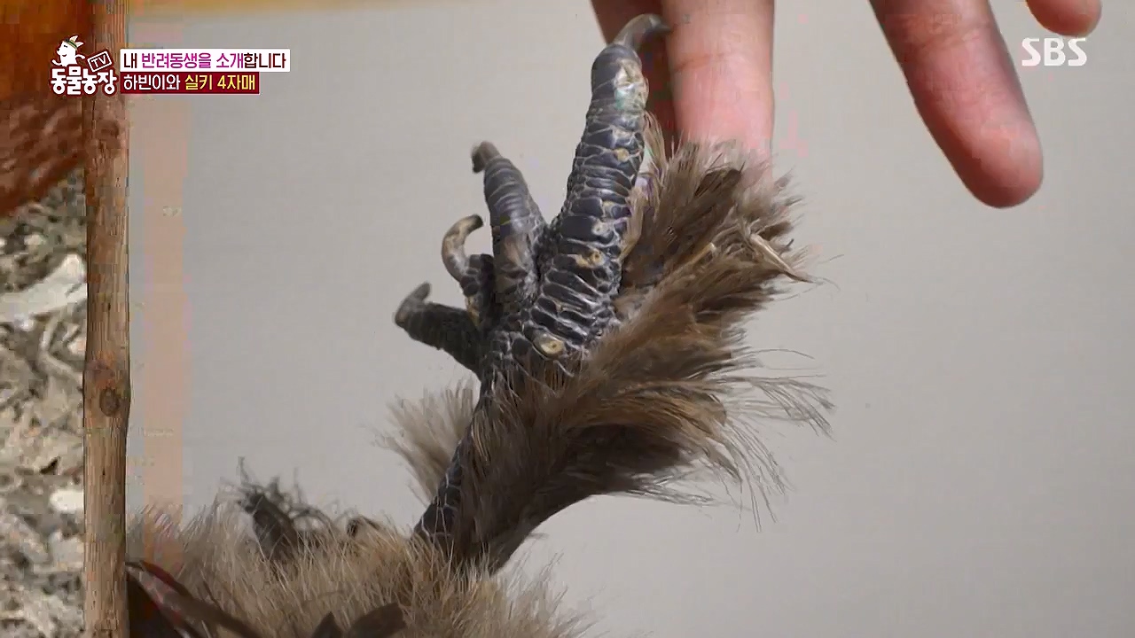 TV 동물농장.E1175.240610p-NEXT.mp4_20240609_160246.686.jpg