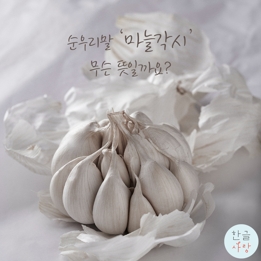  순우리말 '마늘각시'의 뜻을 알아볼까요?