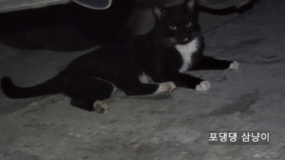 여유롭게-누워있는-새로-나타난-고양이.