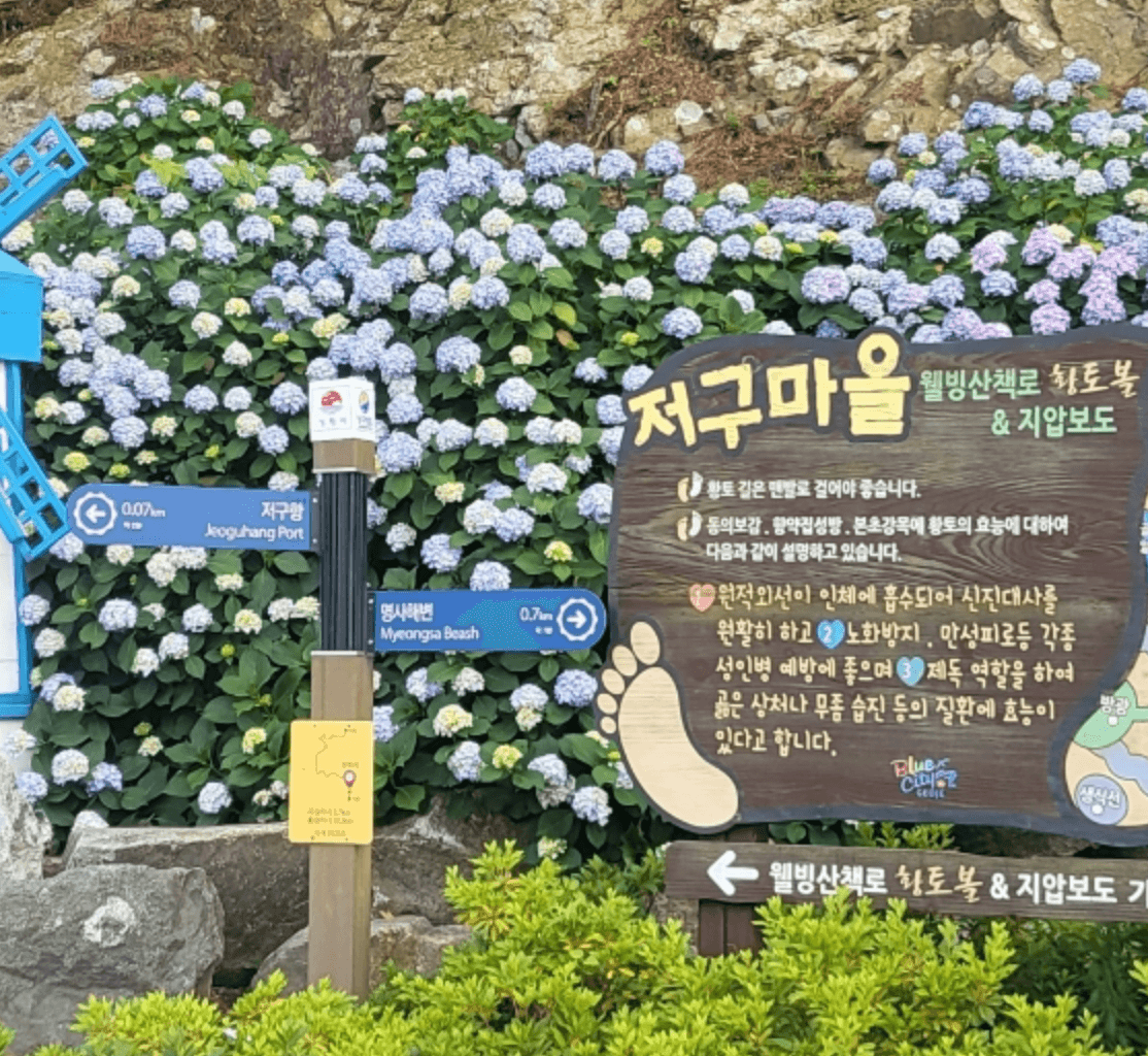 저구항 해안가 수국축제로 유명한 추천여행지