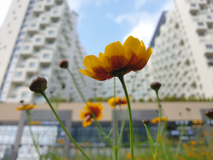기생초-꽃과-도시건물