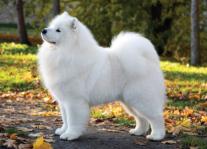 사모예드 (Samoyed) 사진