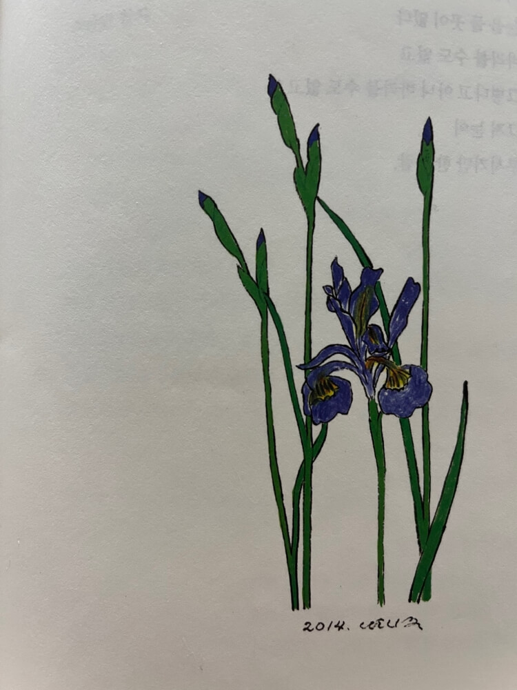 나태주 시인의 시집&#44; 그리움 시 옆에 게재된 꽃 삽화입니다