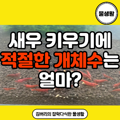  새우 키우기: 적절한 개체수 및 개체수 조절