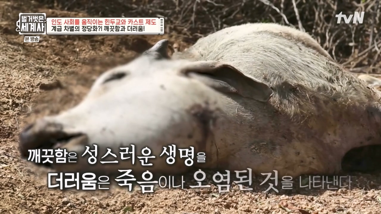 벌거벗은 세계사.E115.230906p-NEXT.mp4_20240406_173052.654.jpg