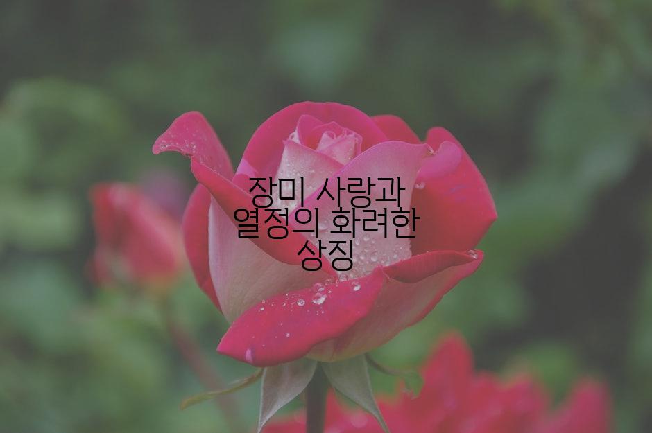 장미 사랑과 열정의 화려한 상징