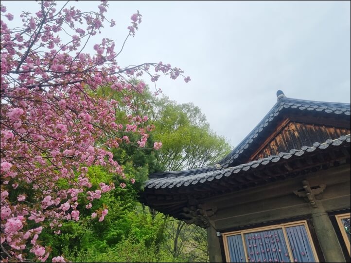 각원사 벚꽃