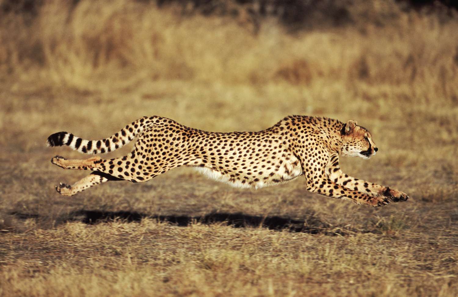 치타 (Cheetah)