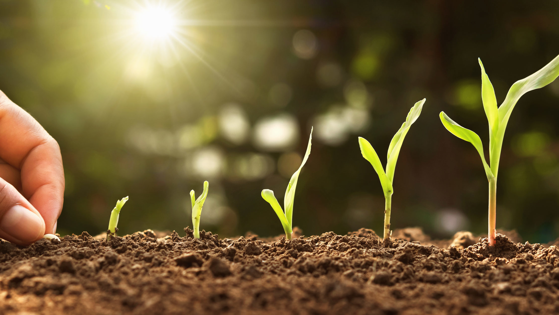 옥수수 파종시기, 씨앗 재배방법