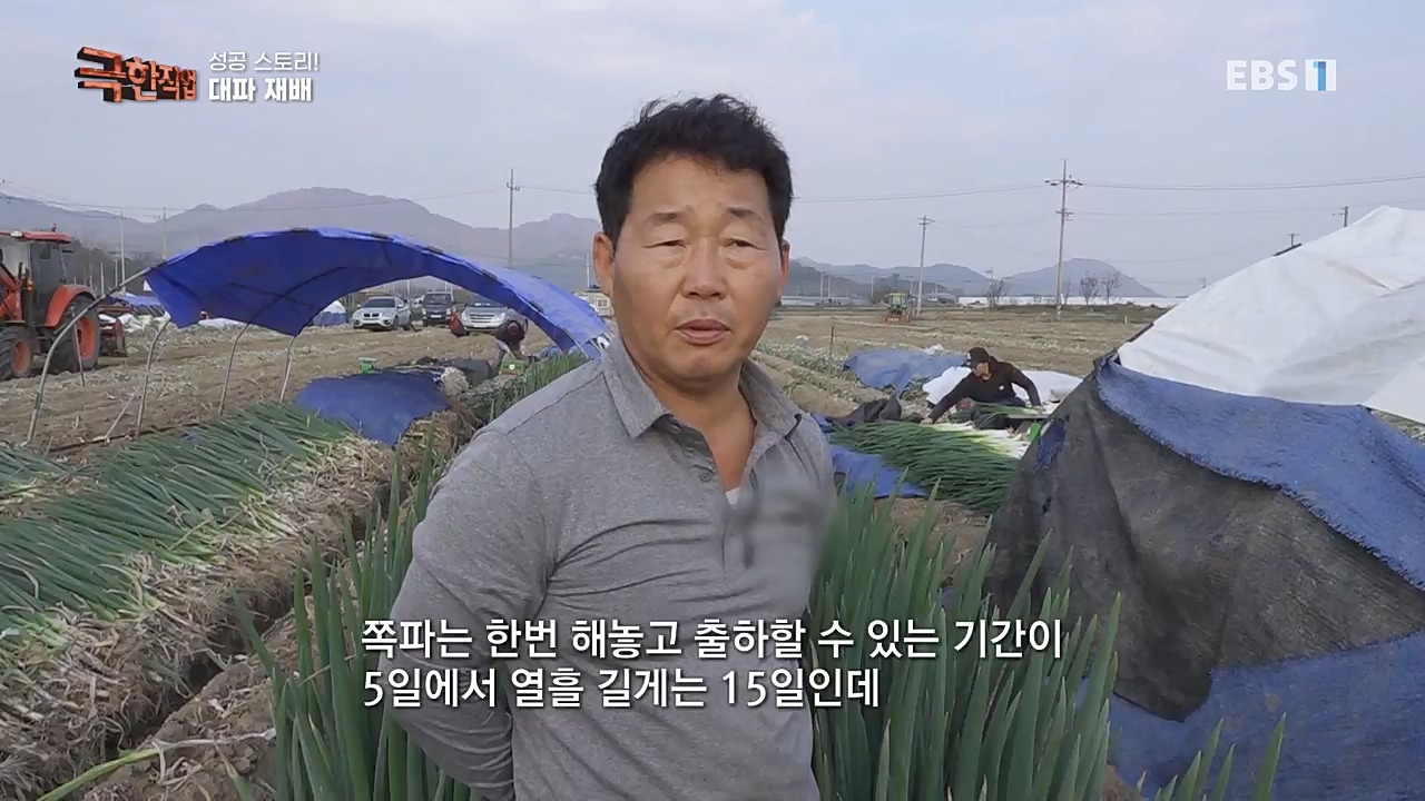 TV - 교육의 중심 EBS성공 스토리! 쪽파 재배와 과일 도매.mp4_20221209_203559.023.jpg