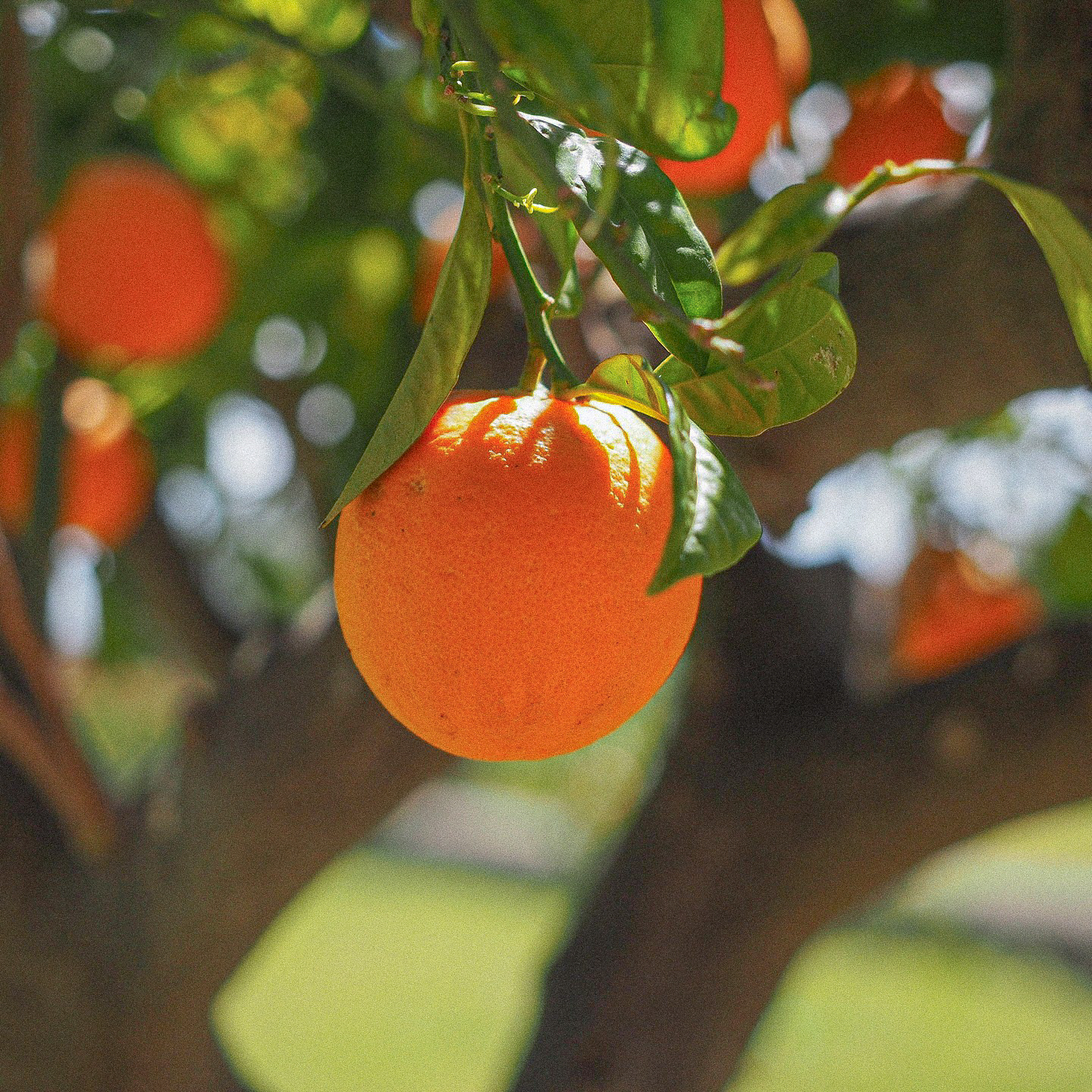 오렌지 나무