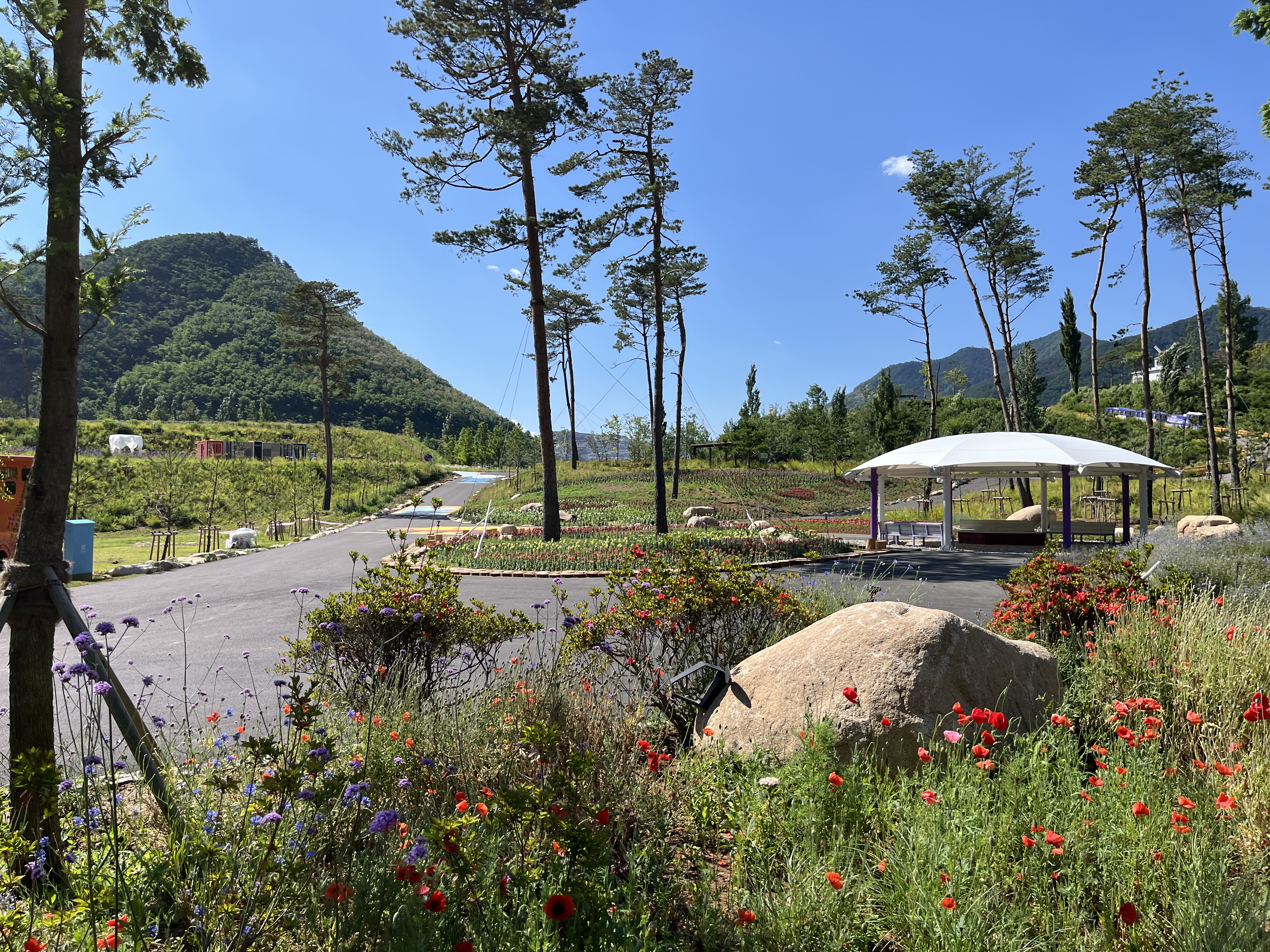 무릉별유천지 라벤더 축제