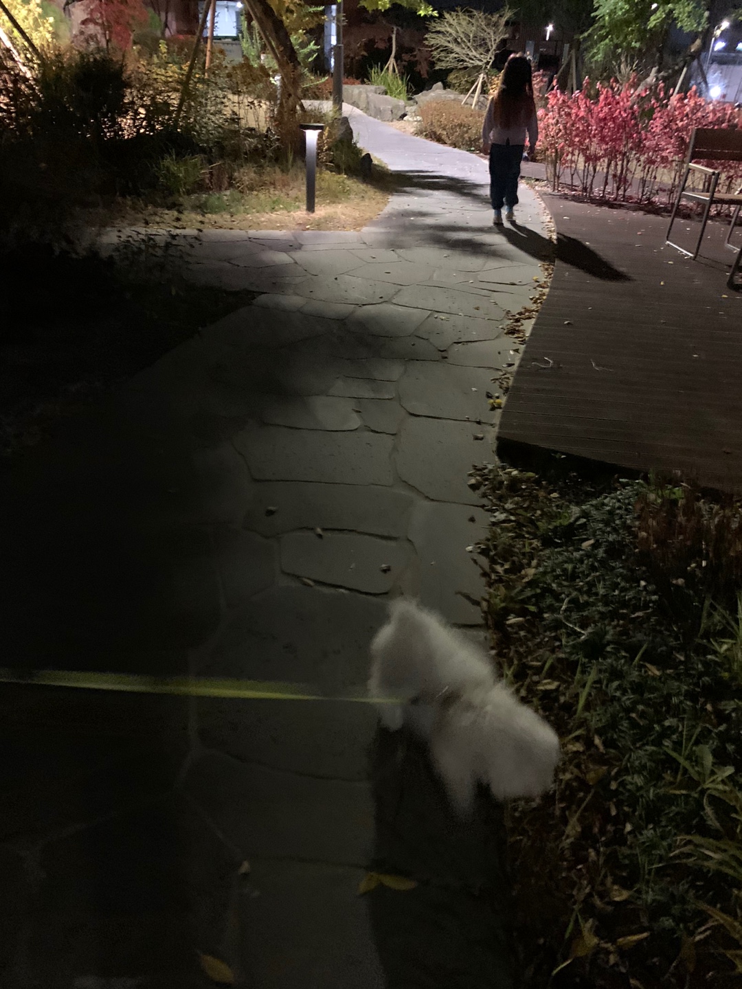 우리집 강아지 동구의 첫 산책 모습(21)