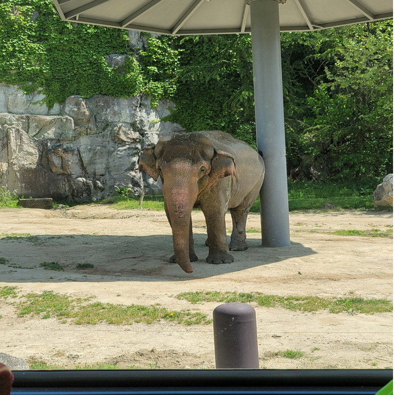 대전-오월드-사파리-코끼리-사진