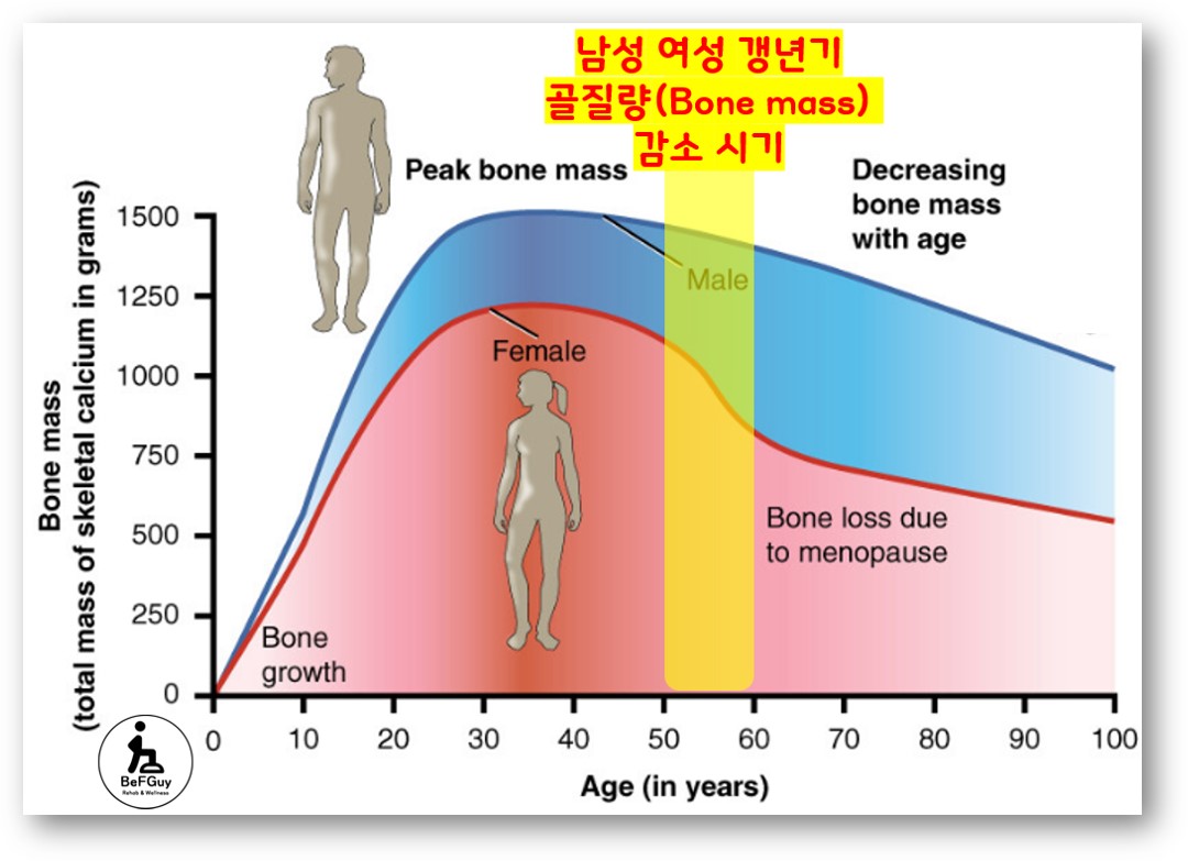 나이에 따른 골질량(Bone mass)의 변화