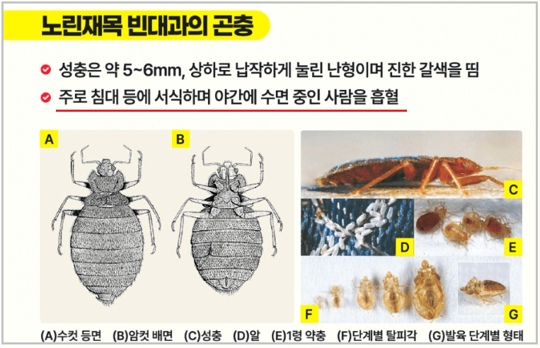 빈대-유충-성충-모습