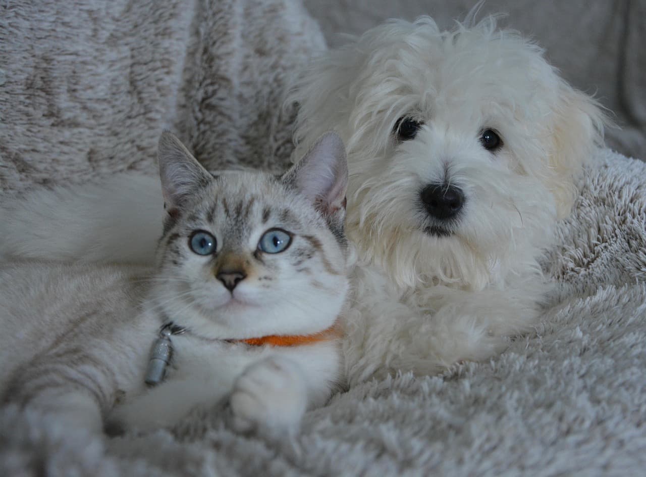 반려동물 산업의 지역별 검색 트렌드: 강아지 vs 고양이 인기 지역 분석