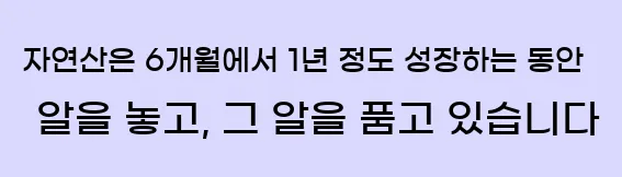  자연산은 6개월에서 1년 정도 성장하는 동안 알을 놓고, 그 알을 품고 있습니다