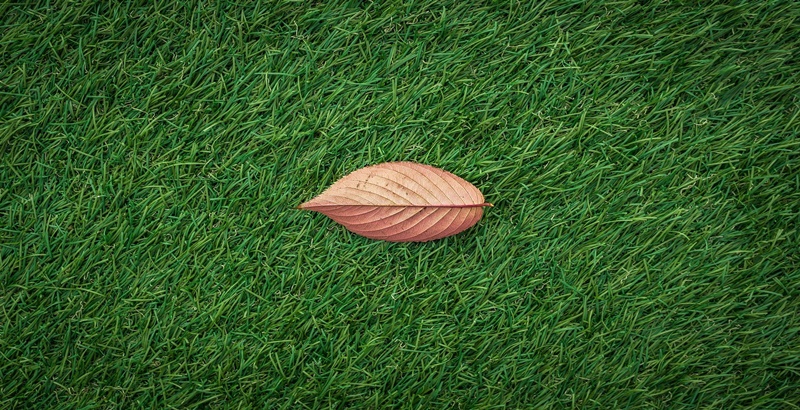 잔디에 떨어진 낙엽 한 잎