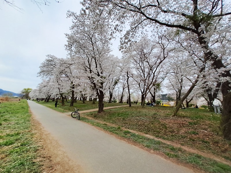 강변-벚꽃길_06