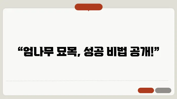 엄나무 묘목 판매 번식 방법 가지쳥8기 시기