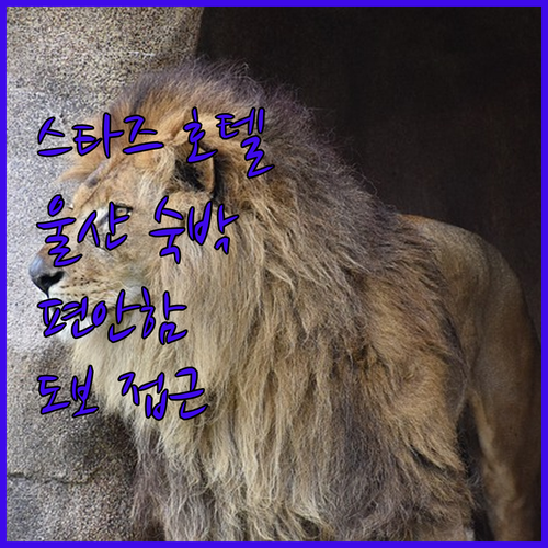 스타즈 호텔 울산, 편안한 숙박과 도