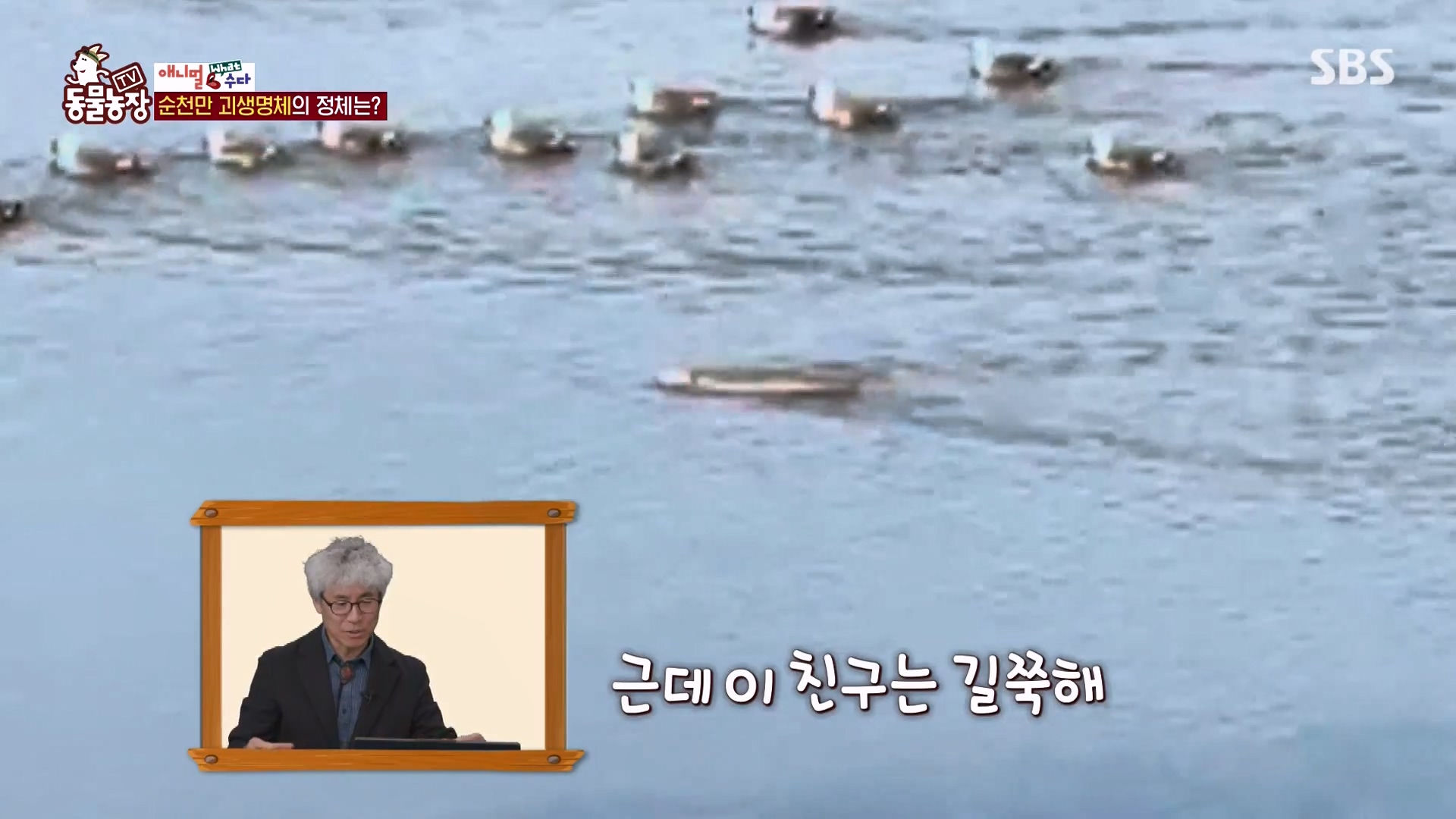 TV 동물농장.E1164.240324p-NEXT.mp4_20240324_170414.322.jpg