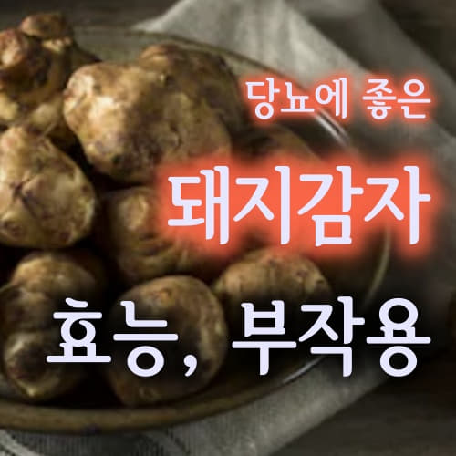  천연인슐린 뚱딴지 돼지감자 돼지감자차 부작용 효능/Jerusalem artichoke