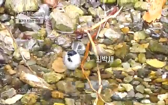 [3회] 자연의 철학자들 - KBS새처럼 살고 싶어라] 자연이라는 위대한 법당에서 숲의 울림, 새들의 소리를 들으며 깨달음을 얻은 도연 스님.ts_20220320_153345.934.jpg