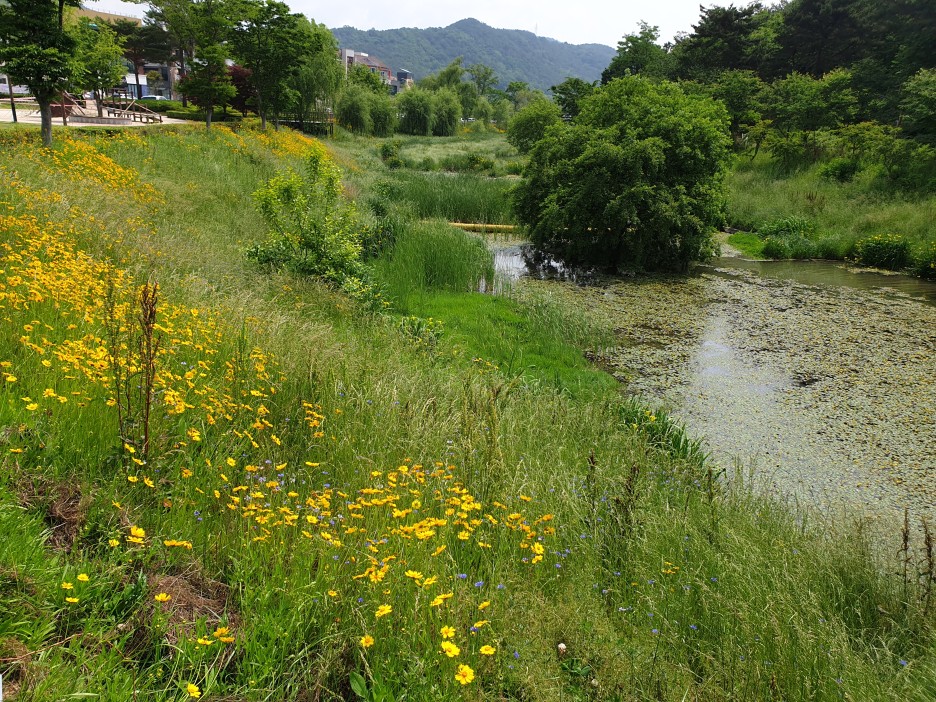  호수공원. 산책길.