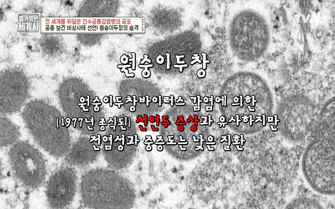벌거벗은 세계사.E59.220810p-NEXT.mp4_20220810_203854.239.jpg