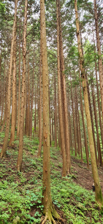 무등산 편백자연휴양림(화순) 잘 조성된 편백나무숲