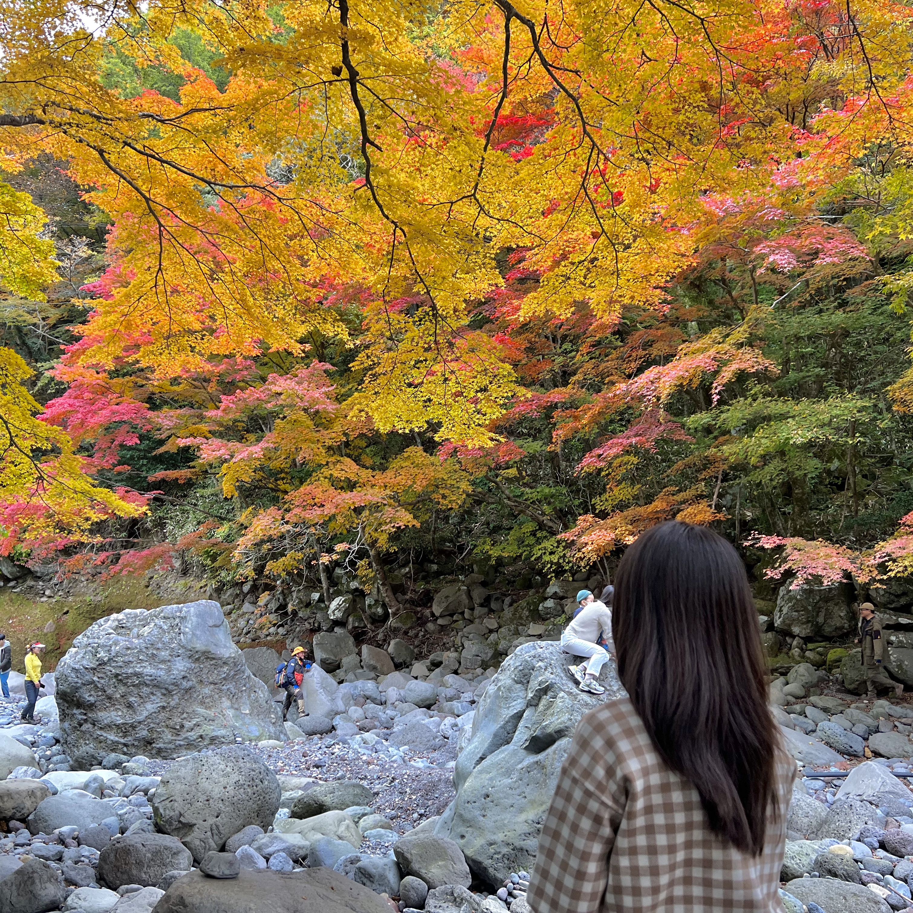  한라산 둘레길 제주 가을 단풍 명소! 천아숲길!