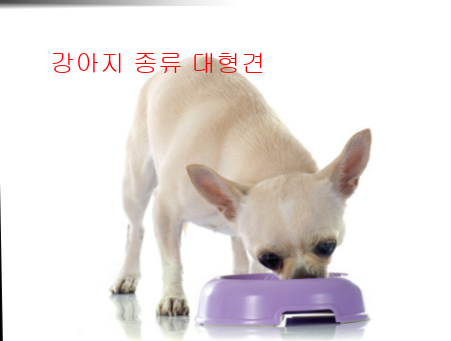 강아지 종류 대형견3