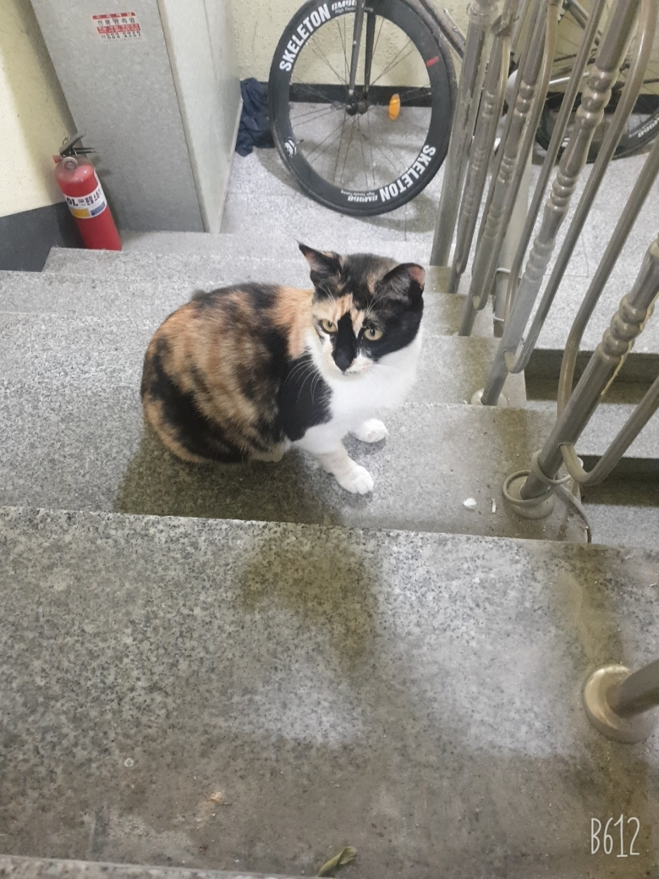  [아침 길고양이] 아침마다 만나는 길고양이