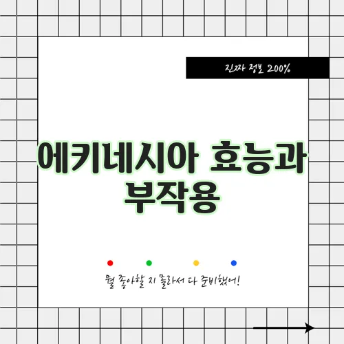 에키네시아 효능과 부작용,섭취방법