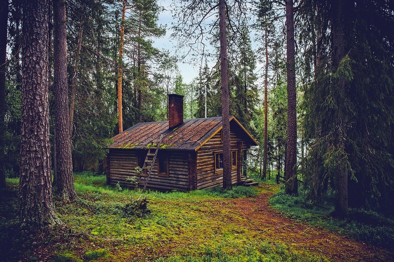 핀란드 숲