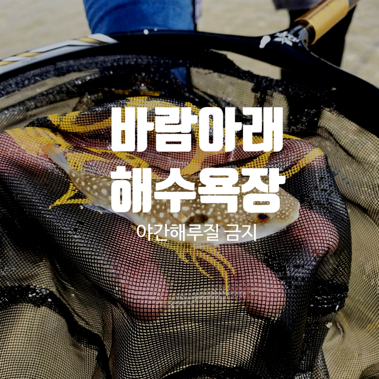  바람아래해수욕장(해루질) 복어가?