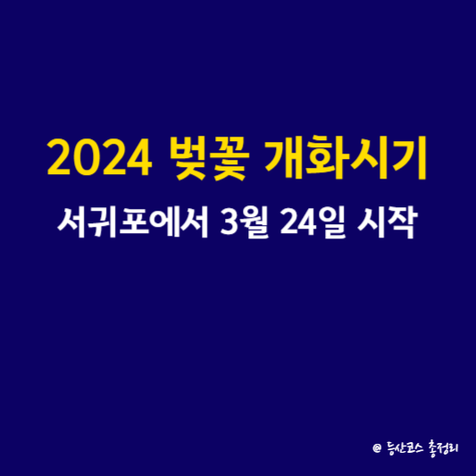 2024 벚꽃 개화시기&#44; 서귀포에서 3월 24일 시작
