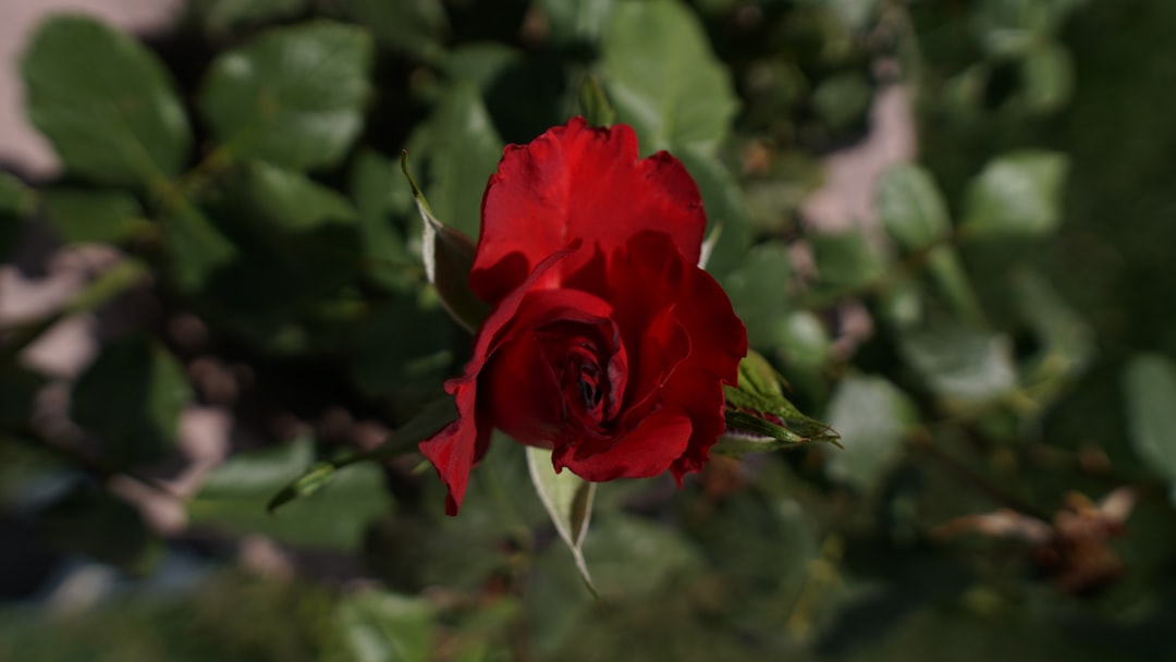 Rosegarden