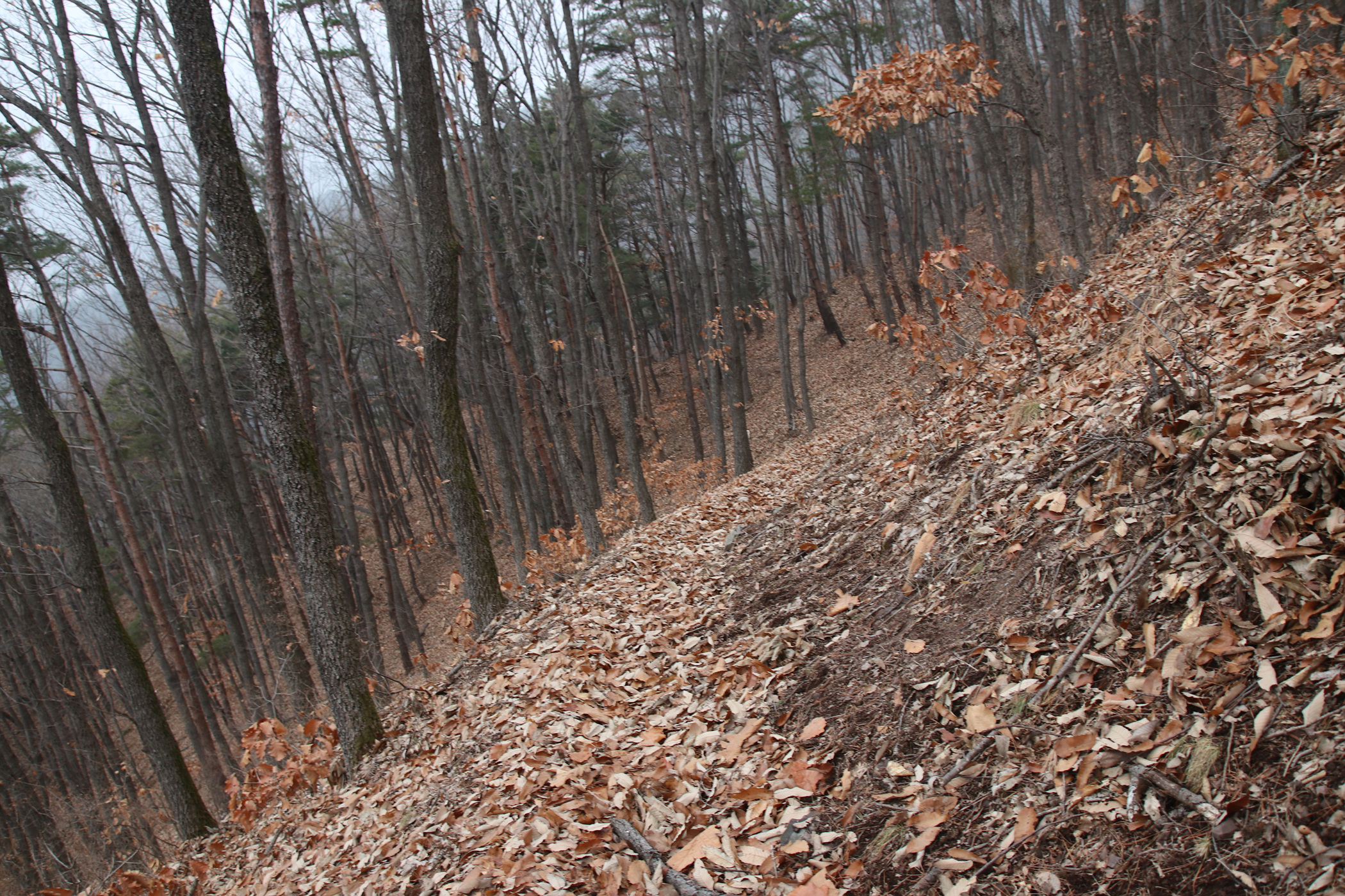 경남 의령군 국사봉 05 39