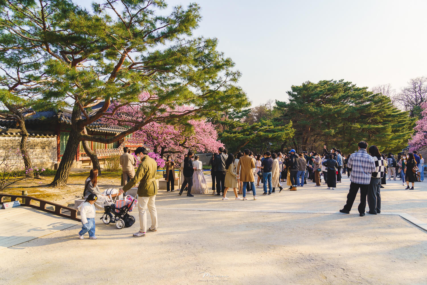 창덕궁 홍매화