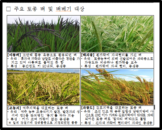 주요 토종 벼 및 벼베기 대상