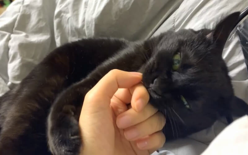 손을-물고-있는-고양이