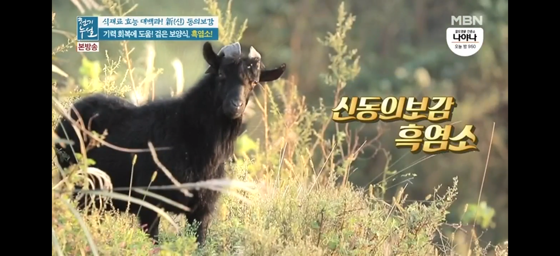  기력회복,면역력증진에 좋은 검은 보양식 흑염소 진액,흑염소 전골 효능 및 부작용(천기누설 신동의보감)