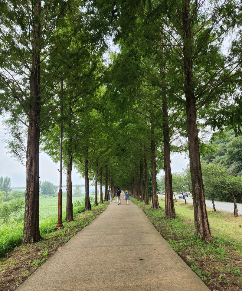 메타세콰이어 숲길 공주